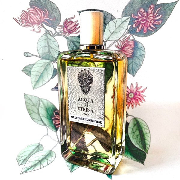 Calycanthus Brumae edgy